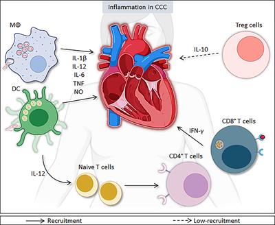 Immunomodulation for the Treatment of Chronic Chagas Disease Cardiomyopathy: A New Approach to an Old Enemy